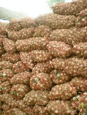 實現(xiàn)大蒜增產必須從抓好蒜種開始