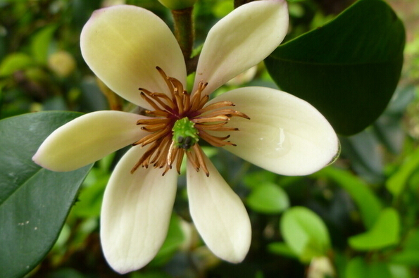 含笑花的功效與作用 含笑的作用