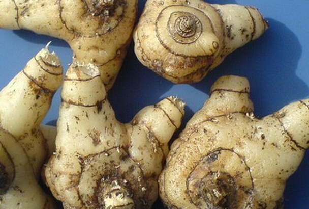 中藥白芨的功能與作用 白芨的功效與作用