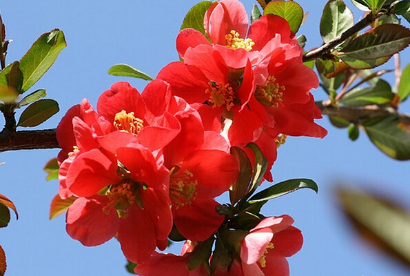 海棠花的種類和圖片 海棠養(yǎng)殖方法