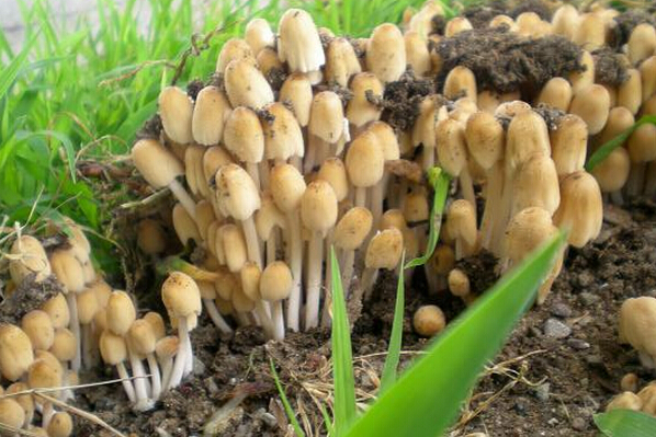 楊樹蘑菇的營養(yǎng)價值