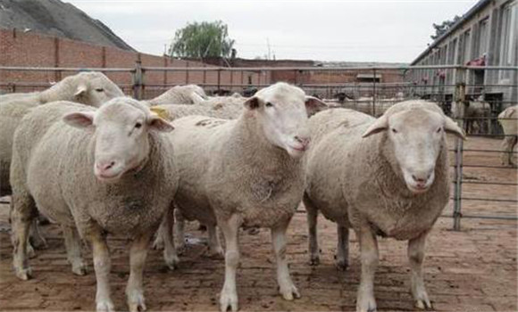 羊網尾線蟲病的預防要點