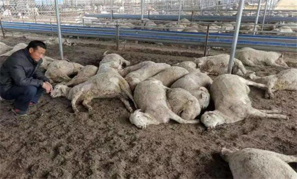 羊網尾線蟲病的治療方法