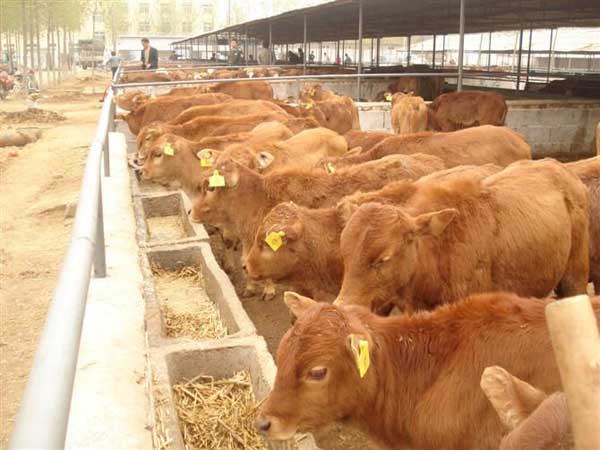 科學養(yǎng)牛技術