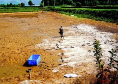 怎樣用生石灰、漂白粉、茶枯和巴豆給魚塘消毒