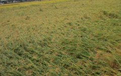 水稻倒伏的類型、原因與防治（預防）方法