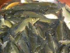 淡水魚的養(yǎng)殖方式、養(yǎng)殖條件及放養(yǎng)前的準備