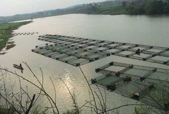 淡水魚類的養(yǎng)殖方式