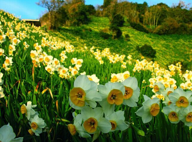 水仙花的養(yǎng)殖方法和注意事項(xiàng) 水仙養(yǎng)殖方法