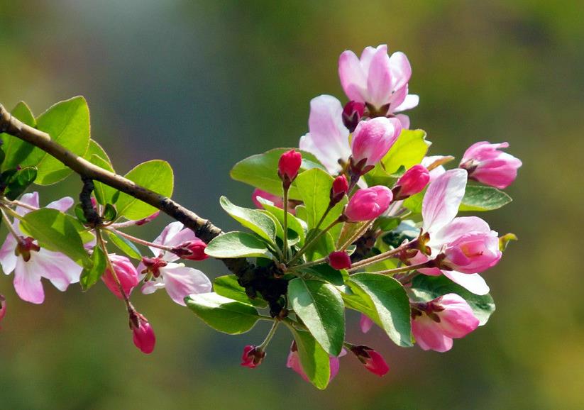 海棠花怎么養(yǎng) 海棠花的養(yǎng)殖方法和注意事項(xiàng) 海棠怎么養(yǎng)