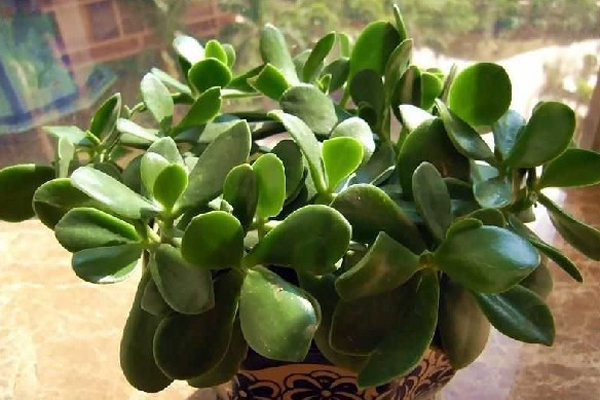 玉樹的養(yǎng)殖方法 養(yǎng)殖玉樹的注意事項 花卉怎么養(yǎng)