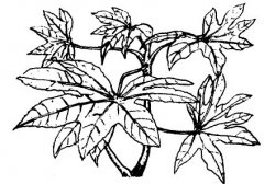 怎樣養(yǎng)護八角金盤？