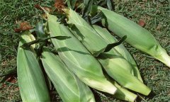 糯玉米如何進行水肥管理？糯玉米種植技術(shù)要點