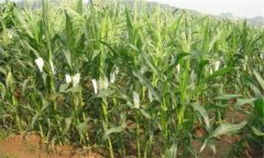 糯玉米生長(zhǎng)期是多少天？糯玉米和甜玉米的區(qū)別