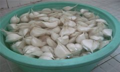 大蒜如何播種？大蒜種植技術(shù)與田間管理方法