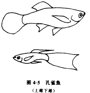 怎樣養(yǎng)孔雀魚？