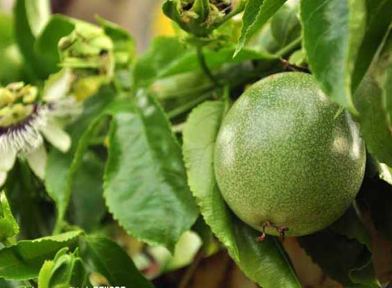 百香果種植技術(shù) 百香果種植方法