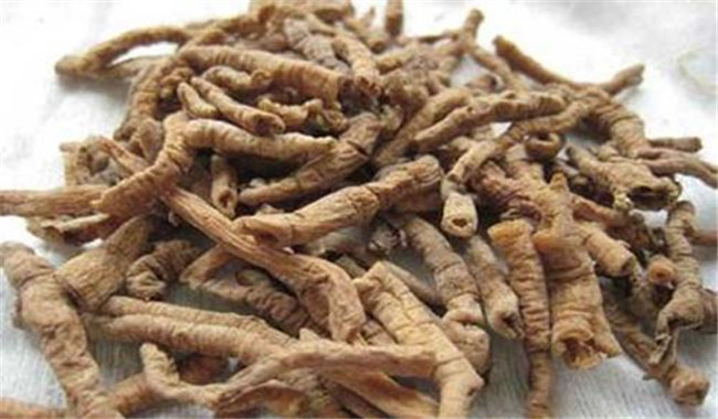 遠(yuǎn)志的用法、用量與禁忌