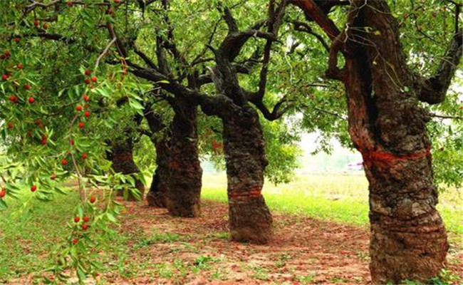 棗樹(shù)環(huán)割為什么不會(huì)死