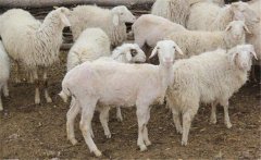 母羊子宮內(nèi)膜炎怎么治療,有哪些癥狀如何預(yù)防