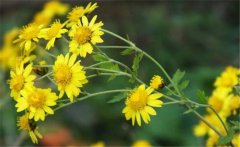 野菊花史話，介紹幾個(gè)野菊花的消腫養(yǎng)顏妙方