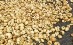 浙貝母產(chǎn)地在哪里？浙貝母的性味與功效簡介