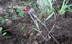 川貝母產(chǎn)地是哪里？川貝母的用法、用量與禁忌