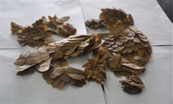 穿山甲的用法、用量與禁忌