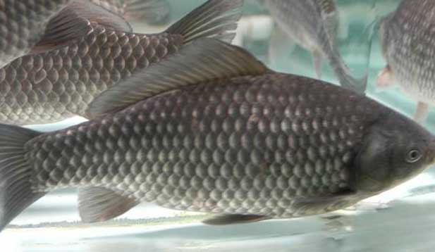 鯽魚的養(yǎng)殖密度、品種搭配、飼料選擇