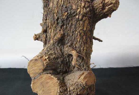 黃楊木價格為什么這么貴? 黃楊怎么養(yǎng)