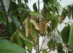 平安樹葉子下垂及干枯該怎么辦？