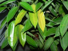 平安樹葉子發(fā)黃是怎么回事？