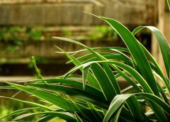 金邊吊蘭葉尖發(fā)黃怎么辦？