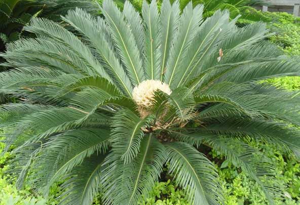 鐵樹的養(yǎng)殖方法 鐵樹種植方法