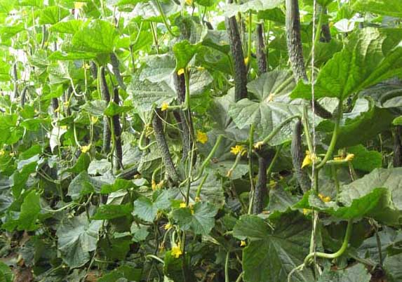 黃瓜病蟲害防治技術