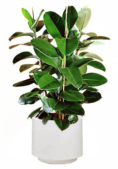 橡皮樹有毒嗎 橡皮樹開花嗎 橡皮樹怎么養(yǎng)