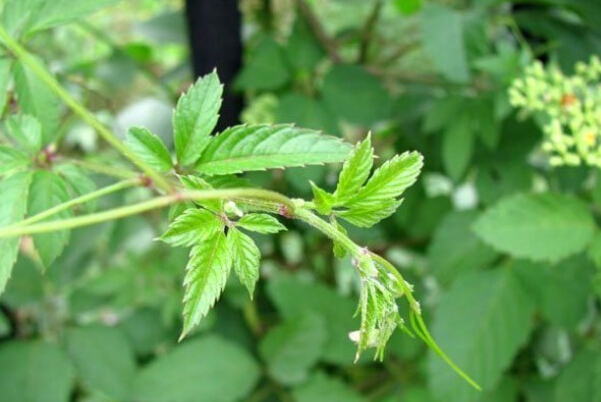 絞股藍(lán)的功效和作用 絞股藍(lán)的藥用價(jià)值 絞股藍(lán)的作用