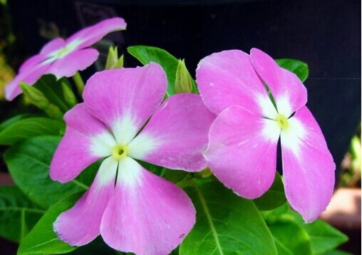 長(zhǎng)春花的功效與作用 長(zhǎng)春花的作用