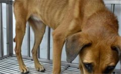 狗有蛔蟲什么癥狀，吃什么藥，會傳染給人嗎？