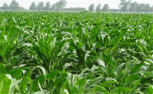 青貯玉米的主要特點