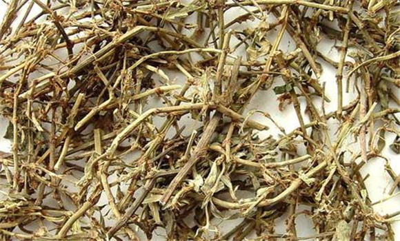 萹蓄的性味與功效