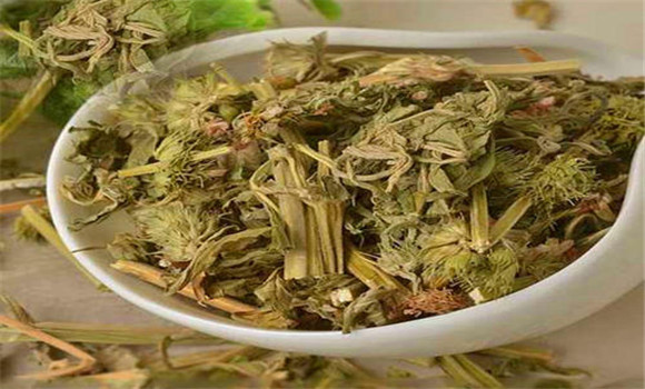 益母草的用法、用量與禁忌