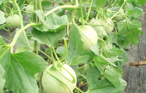 香瓜高產(chǎn)栽培技術(shù) 香瓜栽培技術(shù)