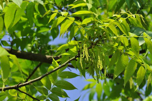 美國山核桃的高效栽培技術(shù) 核桃栽培技術(shù)