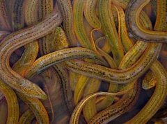 鱔魚的生長速度與飼料、餌料的關(guān)系