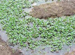 水溫、ph值對鱔魚養(yǎng)殖的影響