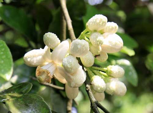 果樹(shù)種植管理方法