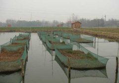 如何鑒別魚種質(zhì)量?jī)?yōu)劣？