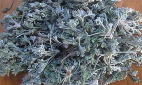 茵陳用法、用量與禁忌