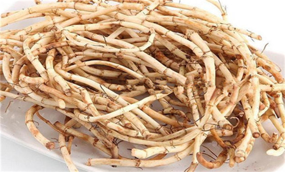 魚腥草的用法、用量與禁忌